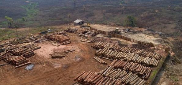 Esforços globais para conter desmatamento são insuficientes