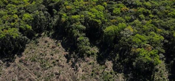 Desmatamento na Amazônia aquece áreas distantes até 100 km