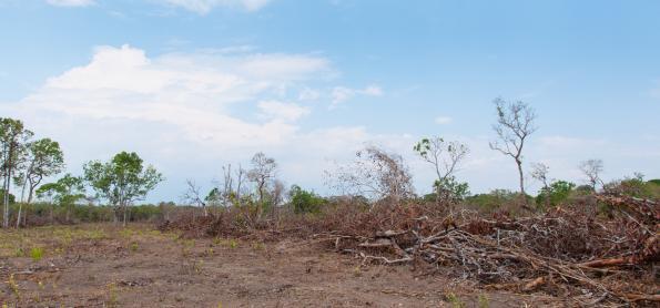 Clima extremo no Nordeste: secas, desmatamento e urgência