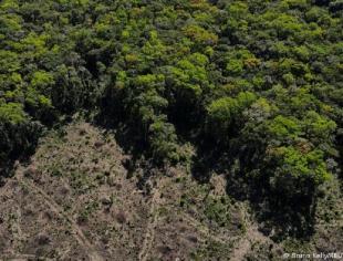 DW 30-11-23 - profeto restauração da amazonia - Bruno Kelly-Reuters