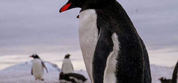 ONU vai investigar impacto de microplásticos na Antártida
