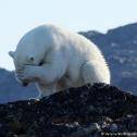 Verões mais longos podem provocar extinção dos ursos polar