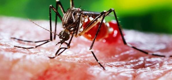 Como prevenir e combater a dengue?