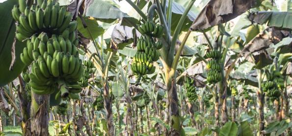 Ventania prejudicou banana nanica e reduziu a oferta da fruta 