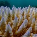 Branqueamento em massa de corais se torna problema global