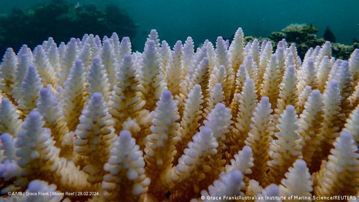 Foto: Grace Frank/Australian Institute of Marine Science/REUTER