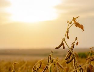 campo_soja_GettyImages-1287266605