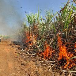 Incêndios atingem 230 mil hectares de cana no interior de SP