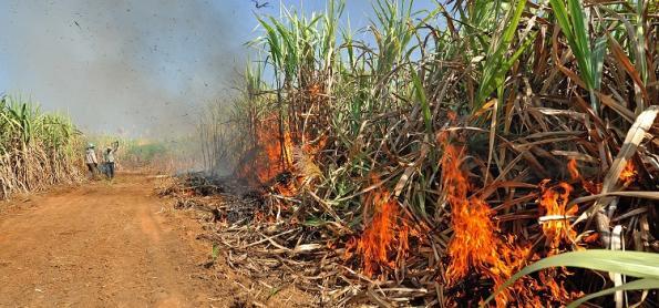 Incêndios atingem 230 mil hectares de cana no interior de SP