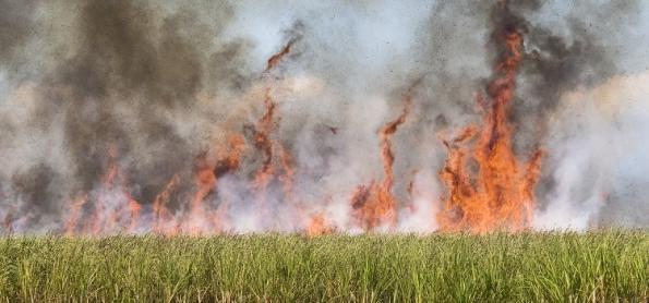 Fogo consome 230 mil hectares de cana em SP