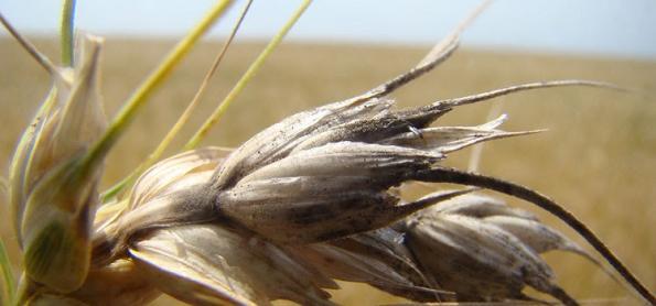 Mudança climática favorece fungo causador da Brusone 
