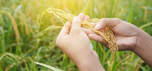 Fronteira oeste gaúcha lidera semeadura do arroz
