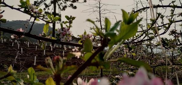 Chuva pode atrapalhar florada da maça na serra de SC