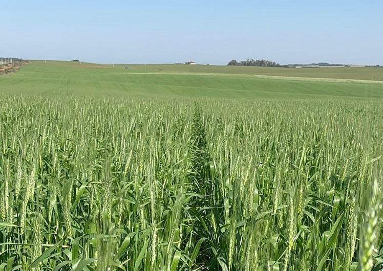 Foto: Ana Munareto - São Miguel das Missões - RS 