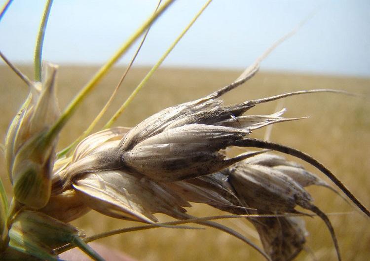 Foto: Flávio Martins Santana - trigo