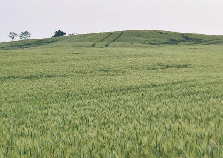 Foto: Mara Motter - campo trigo no RS