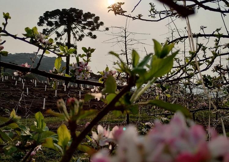 Foto: Katia Fenner -São Joaquim - SC - 