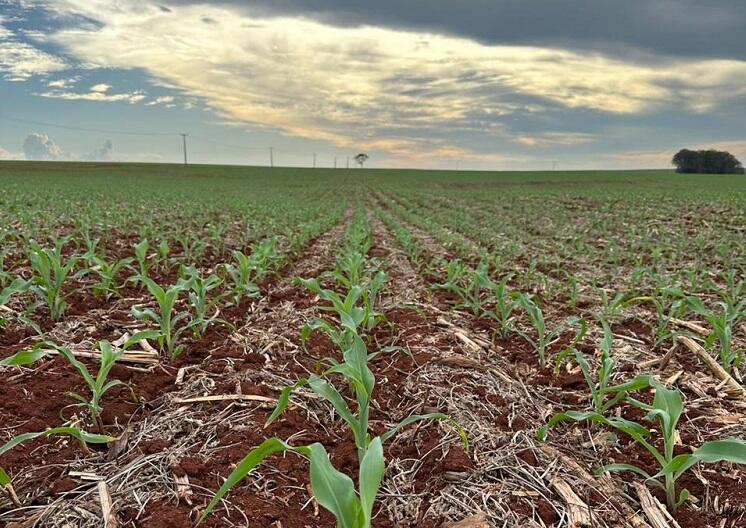 Imagem Plantio do milho 1ª safra avança no Paraná