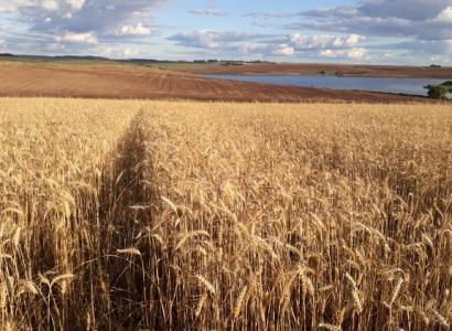 Foto: Patricia Vione - São Gabriel - RS 