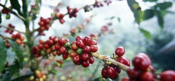 Clima impactou segunda safra de batata e café no Paraná