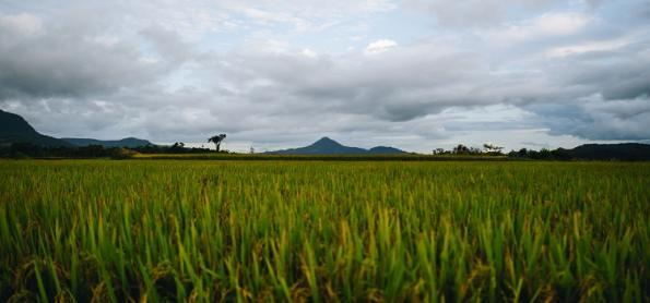 Chuva significativa no RS pode paralisar atividades no campo