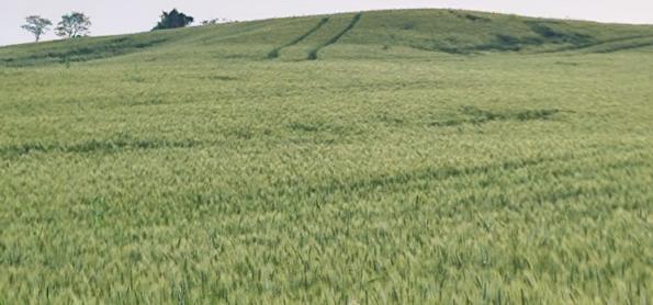 Chuva pode paralisar trabalho no campo no RS