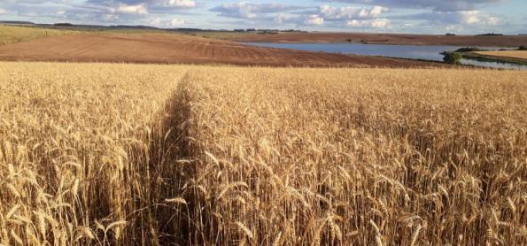 Clima impacta produtividade do trigo no Paraná