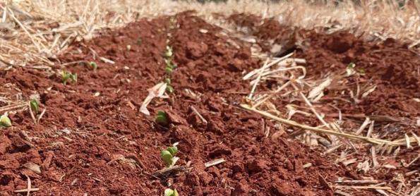 Terra seca: Soja começa a emergir no Paraná
