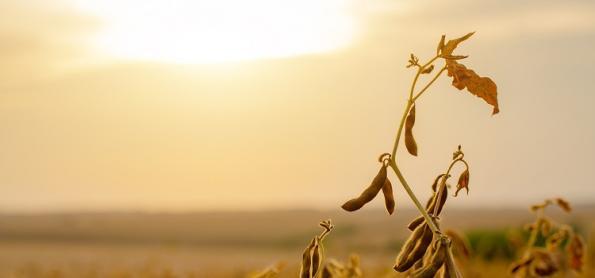 El Niño reduz chuvas no DF e impacta produtividade da soja  