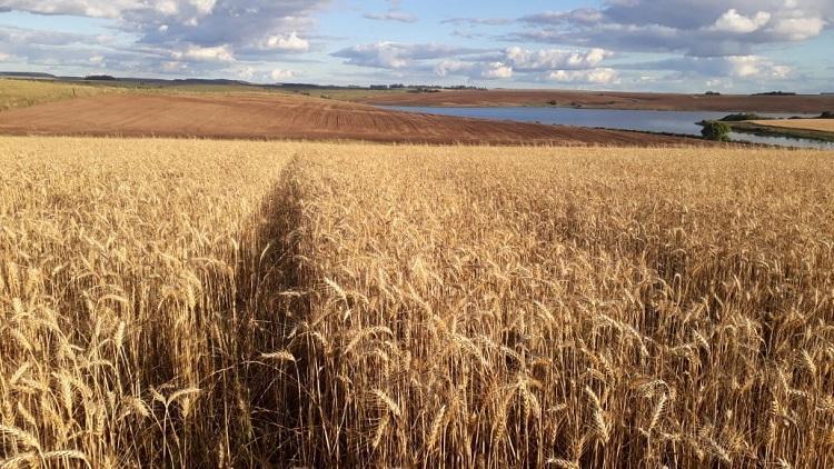 Foto: Patricia Vione - São Gabriel - RS 