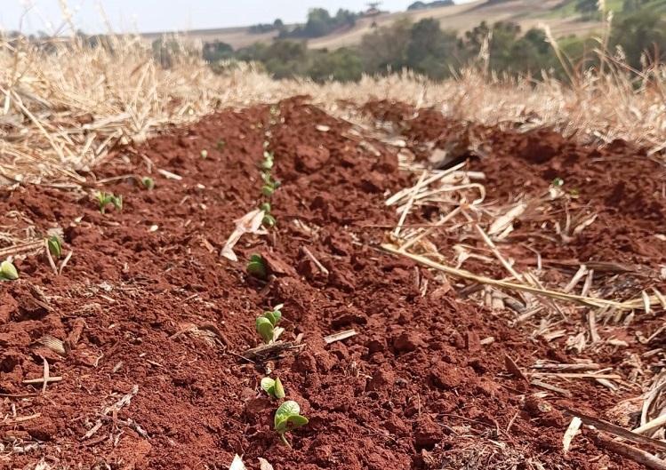 Foto: Débora Cristina -Luiziana - PR