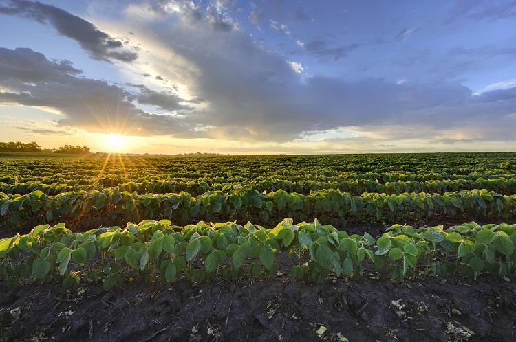 Imagem Clima e preço favorecem cultivo da soja no Brasil 