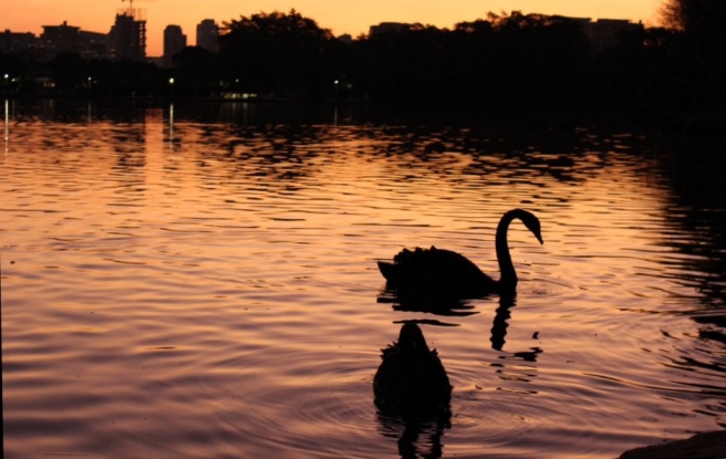 Pôr do sol com a presença dos patos - Parque Ibirapuera
