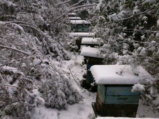 apiário em meio a neve (2013)