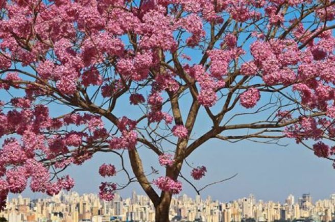 Ipê Rosa colorindo a paisagem seca de Goiânia