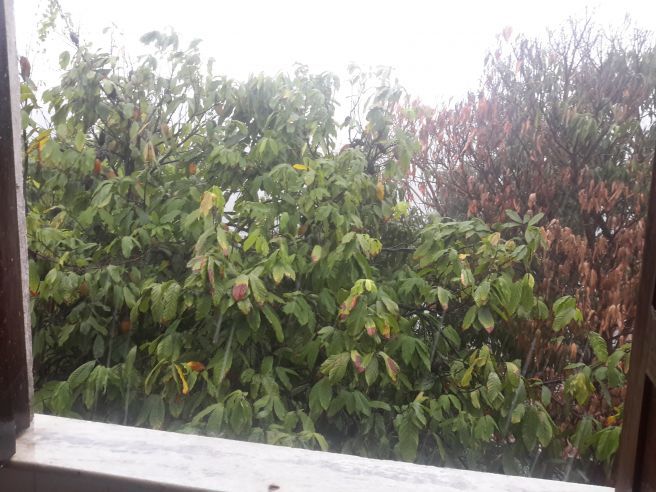 O cacau está  literalmente caindo em Salvador.foto do meu cacaueiro recebendo rajadas de chuva