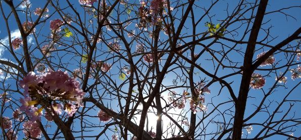 Sol e calor em Palmas - TO