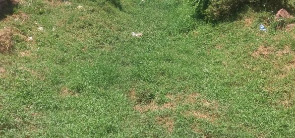 O RIO DA PRATA SECAR EM BARRA DA ESTIVA -BA