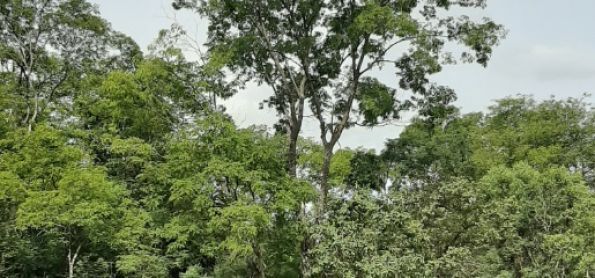 ASAS avança sobre o DF