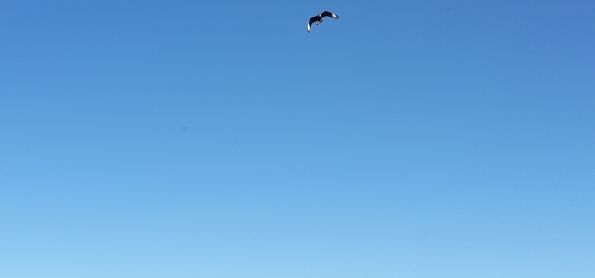 Voo no céu azul.