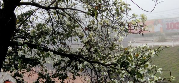 INVERNO COM FLORES EM BETIM-MG