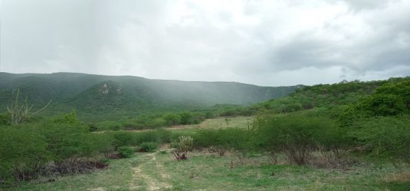 A chuva veste a Caatinga
